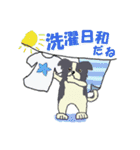 ボーダーコリー Late Summer（個別スタンプ：19）