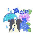 ボーダーコリー Late Summer（個別スタンプ：20）