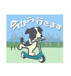 ボーダーコリー Late Summer（個別スタンプ：24）