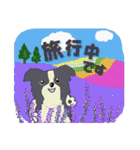 ボーダーコリー Late Summer（個別スタンプ：36）