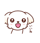 マルチーズ_たのしい日常（個別スタンプ：20）