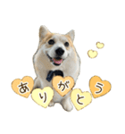 王子くん【あいさつ・敬語】（個別スタンプ：1）