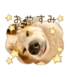 王子くん【あいさつ・敬語】（個別スタンプ：11）