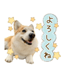 王子くん【あいさつ・敬語】（個別スタンプ：13）