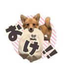 ポメコギ＊おあげのカジュアルスタンプ（個別スタンプ：1）