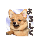 ポメコギ＊おあげのカジュアルスタンプ（個別スタンプ：3）