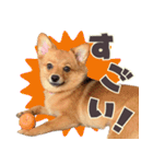 ポメコギ＊おあげのカジュアルスタンプ（個別スタンプ：7）