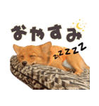 ポメコギ＊おあげのカジュアルスタンプ（個別スタンプ：8）