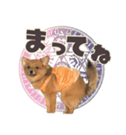 ポメコギ＊おあげのカジュアルスタンプ（個別スタンプ：9）
