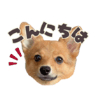ポメコギ＊おあげのカジュアルスタンプ（個別スタンプ：10）