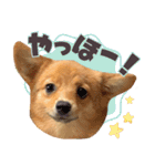 ポメコギ＊おあげのカジュアルスタンプ（個別スタンプ：11）