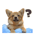 ポメコギ＊おあげのカジュアルスタンプ（個別スタンプ：12）