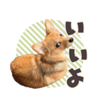 ポメコギ＊おあげのカジュアルスタンプ（個別スタンプ：14）