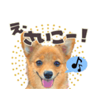 ポメコギ＊おあげのカジュアルスタンプ（個別スタンプ：15）