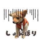 ポメコギ＊おあげのカジュアルスタンプ（個別スタンプ：17）
