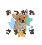ポメコギ＊おあげのカジュアルスタンプ（個別スタンプ：19）