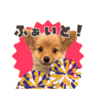 ポメコギ＊おあげのカジュアルスタンプ（個別スタンプ：20）