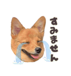 ポメコギ＊おあげのカジュアルスタンプ（個別スタンプ：22）
