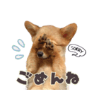 ポメコギ＊おあげのカジュアルスタンプ（個別スタンプ：23）