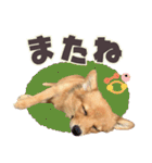ポメコギ＊おあげのカジュアルスタンプ（個別スタンプ：25）