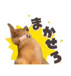 ポメコギ＊おあげのカジュアルスタンプ（個別スタンプ：26）