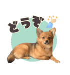 ポメコギ＊おあげのカジュアルスタンプ（個別スタンプ：27）