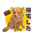 ポメコギ＊おあげのカジュアルスタンプ（個別スタンプ：30）