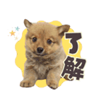 ポメコギ＊おあげのカジュアルスタンプ（個別スタンプ：31）