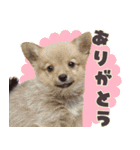 ポメコギ＊おあげのカジュアルスタンプ（個別スタンプ：32）