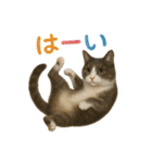 日常使い 猫がそばにいる2（個別スタンプ：2）