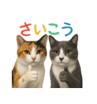日常使い 猫がそばにいる2（個別スタンプ：5）