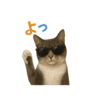 日常使い 猫がそばにいる2（個別スタンプ：7）