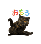 日常使い 猫がそばにいる2（個別スタンプ：9）