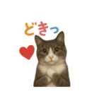 日常使い 猫がそばにいる2（個別スタンプ：11）