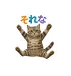 日常使い 猫がそばにいる2（個別スタンプ：15）