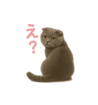 日常使い 猫がそばにいる2（個別スタンプ：19）