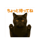 日常使い 猫がそばにいる2（個別スタンプ：23）