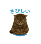 日常使い 猫がそばにいる2（個別スタンプ：28）