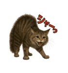 日常使い 猫がそばにいる2（個別スタンプ：31）