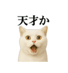 日常使い 猫がそばにいる2（個別スタンプ：33）