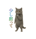 日常使い 猫がそばにいる2（個別スタンプ：35）