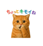 日常使い 猫がそばにいる2（個別スタンプ：36）
