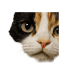 日常使い 猫がそばにいる2（個別スタンプ：37）