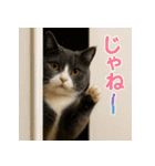 日常使い 猫がそばにいる2（個別スタンプ：40）