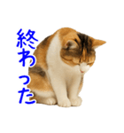猫の本音｜意外と使えるネガティブ（個別スタンプ：2）