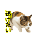 猫の本音｜意外と使えるネガティブ（個別スタンプ：3）