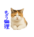 猫の本音｜意外と使えるネガティブ（個別スタンプ：4）