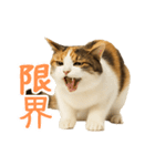 猫の本音｜意外と使えるネガティブ（個別スタンプ：6）