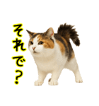 猫の本音｜意外と使えるネガティブ（個別スタンプ：7）