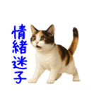 猫の本音｜意外と使えるネガティブ（個別スタンプ：8）